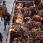 南美氣候異常與印尼提高棕櫚油出口關稅 推動黃豆需求上升