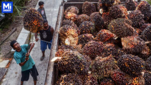 南美氣候異常與印尼提高棕櫚油出口關稅 推動黃豆需求上升